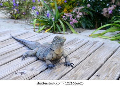 Rock Iguana, Little Cayman Island