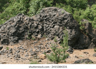 Rock inside a park surrounded by trees