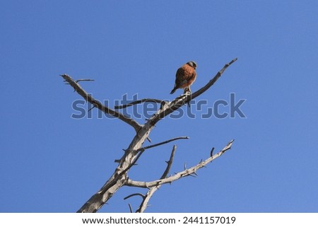 rock kestrel, Falco rupicolus, resting on a tree branch in Simon's Town, South Africa