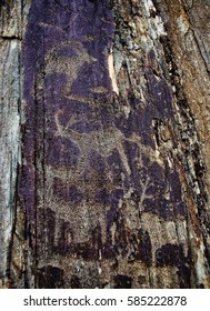 Rock Paintings, Ancient Paintings. Altai, Chu Valley. Drawings On The Rocks, Drawings On The Rock.