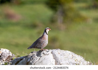 Rock Partridge Bird French Alps