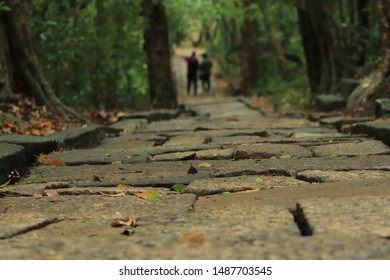 rock path in the forest