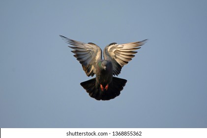 Rock Pigeon (Columba Livia)