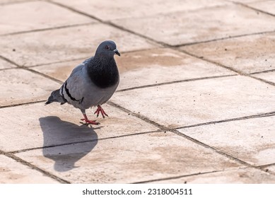 rock pigeon (Columba livia), carefree walking gray pigeon