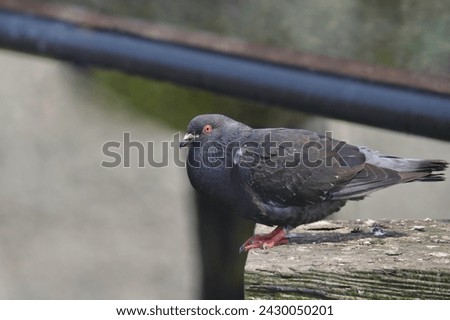 Rock Pigeon (columbia livia) poised at the edge of a wooden dock