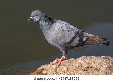 Rock pigeon or Common pigeon is a member of the bird family Columbidae (doves and pigeons). It is often referred to as the pigeon.