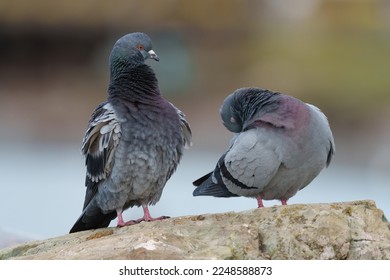 Rock pigeon couple resting at seaside. It is a large pigeon with wild and feral populations throughout the world. 