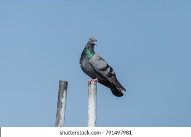 Rock pigeon or Rock dove perched and shining at winter sunlight