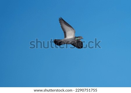 Rock pigeon flying at seaside. It is a large pigeon with wild and feral populations throughout the world. True wild birds nest on cliffs and in caves from western Europe to central Asia.
