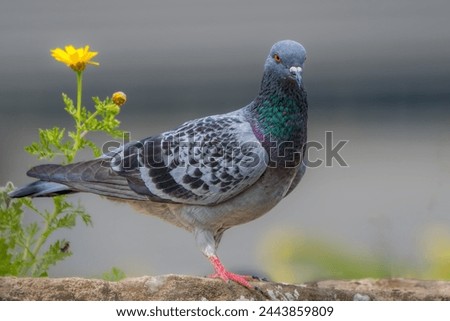 Rock Pigeon Perched on a wall with yellow flowers