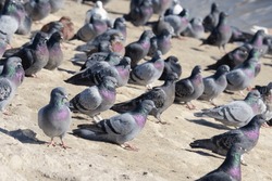 Rock Pigeons Sitting On A Granite Ledge
