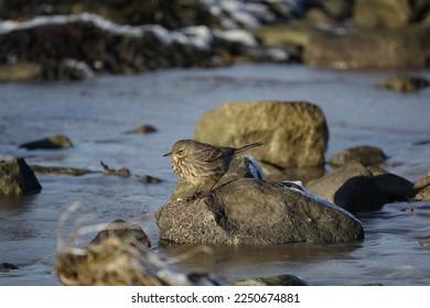 rock pipit (Anthus petrosus) in its rocky coastal habitat. Extremely cold day during winter