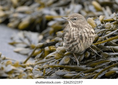 Rock pipit (Anthus petrosus) in the seaweed on the Scottish coast.