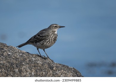 Rock pipit perched on a rock with water in the background. Latin name Anthus petrosus
