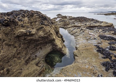 Rock Pools With Sea Mussels In Cornwall, UK