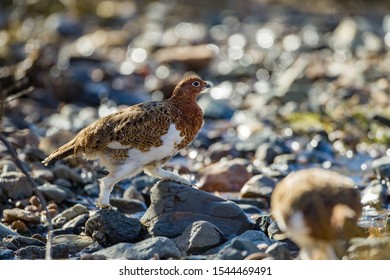 Rock Ptarmigan In The Denali Mountain