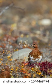 Rock Ptarmigan In The Denali Mountain