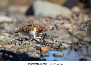 Rock Ptarmigan In The Denali Mountain