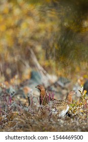 Rock Ptarmigan In The Denali Mountain