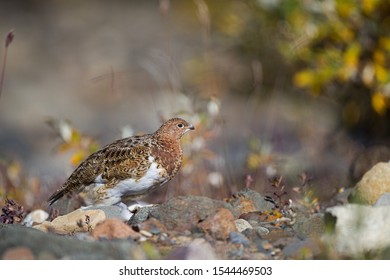 Rock Ptarmigan In The Denali Mountain