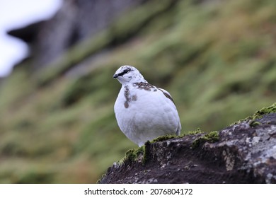 A rock ptarmigan (Lagopus muta) in white winter plumage,  Iceland