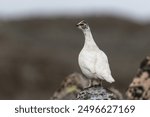 Rock ptarmigan in an overcast day