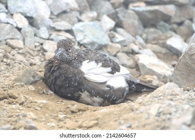 Rock Ptarmigan Thunder Bird Or Raicho Of Tateyama, Japan.