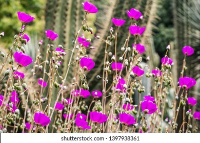 Rock Purslane (Calandrinia grandiflora) flowers, native to Chile, used as decorative plants in gardens in California