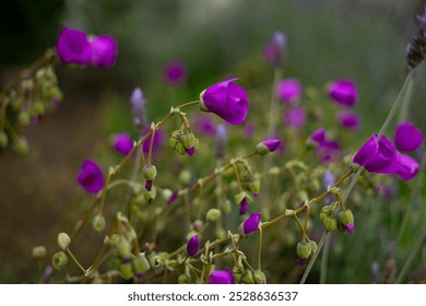 Rock purslane pretty delicate purple flower with rich dark color not fully blooming some buds and petals hanging on a muted green stem with no leaves lavender blur behind in wildflower garden yard - Powered by Shutterstock