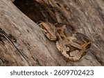 Rock Python (Python sebae) taking sunbath on tree.