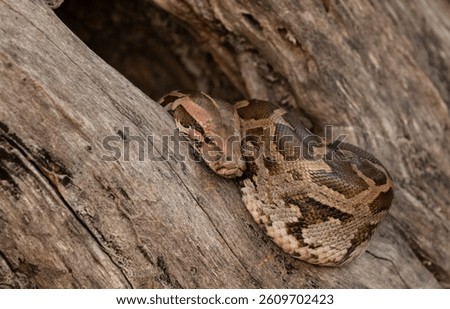 Rock Python (Python sebae) taking sunbath on tree.