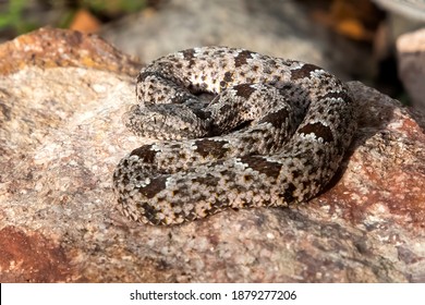 Rock Rattlesnake Coiled Up On Colorful Boulder Demonstrating Camoflage And Danger In Closeup Low Angle Profile.