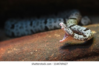 A Rock Rattlesnake (Crotalus Lepidus) Mid-strike, With Fangs And Inner Mouth Visible.