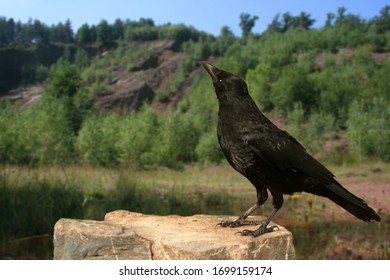 A Rock Raven On A Rock