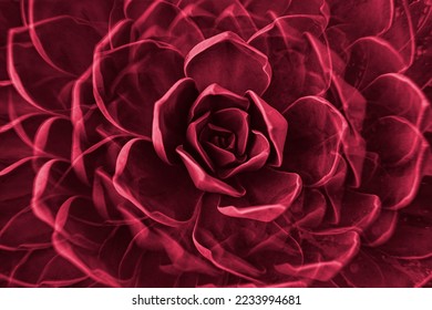 Rock rose succulent plant leaves rosette closeup. Abstract floral pattern. Image toned in color of the year 2023 viva magenta