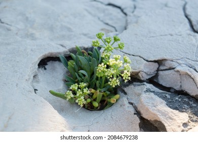Rock samphire or sea fennel plant in bloom, Crithmum maritimum, edible coastal plant with green aromatic leaves, growing on the rock by the Adriatic sea, Croatia - Shutterstock ID 2084679238