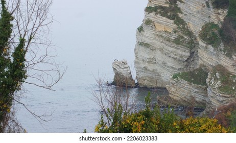 Rock Sea Cormorant Bird Nature