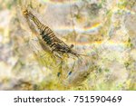 Rock Shrimp, Palaemon elegans, Croatia