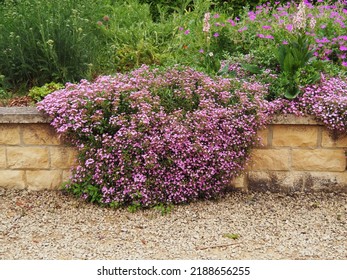 Rock soapwort, Saponaria ocymoides, growing over a stone wall - Shutterstock ID 2188656255