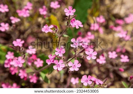 Rock soapwort or tumbling Ted flowers (Saponaria ocymoides, the Caryophyllaceae family)