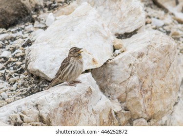 Rock Sparrow