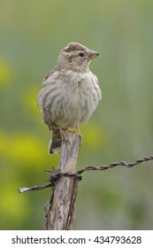 Rock Sparrow ( Petronia Petronia )