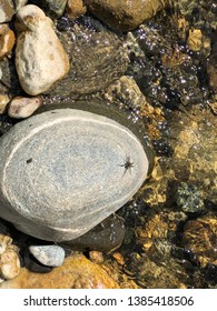 Rock With Spider On Mission Creek