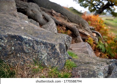Rock and tree in park - Shutterstock ID 1770588794