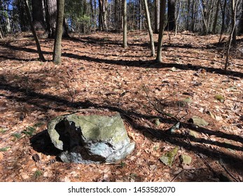 Rock and trees in woods in Spring