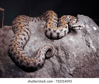 Rock viper, Vipera raddei, pictured beautifully colored female