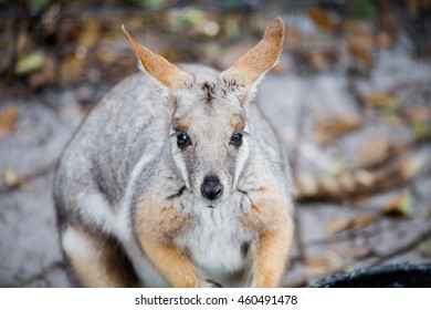 Rock Wallaby