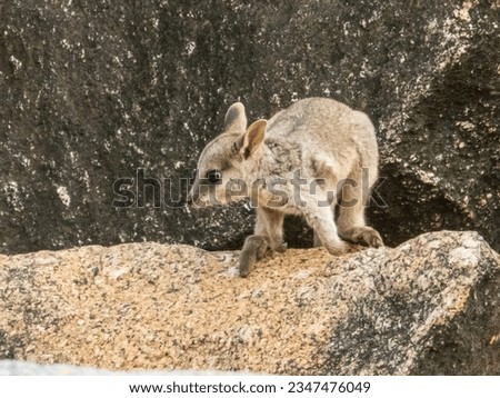 Rock Wallaby in Queensland Australia