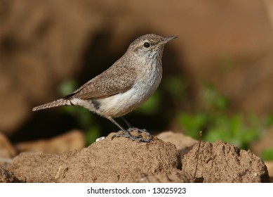 Rock Wren