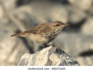 Rock Wren